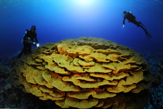biolog-corail